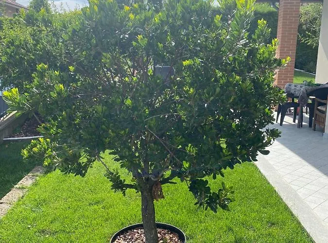 Oda ve Kahvaltı Casa Arge